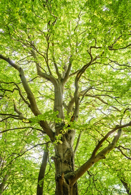 Arbre vu de dessous