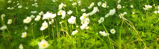 Fleurs blanches