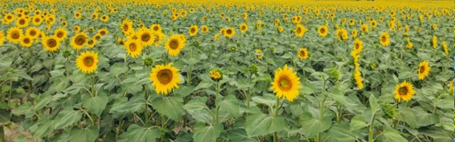 Tournesols