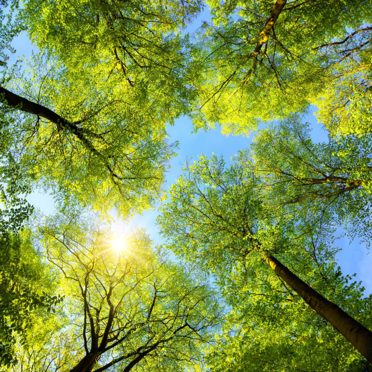 Cimes d'arbres en forêt