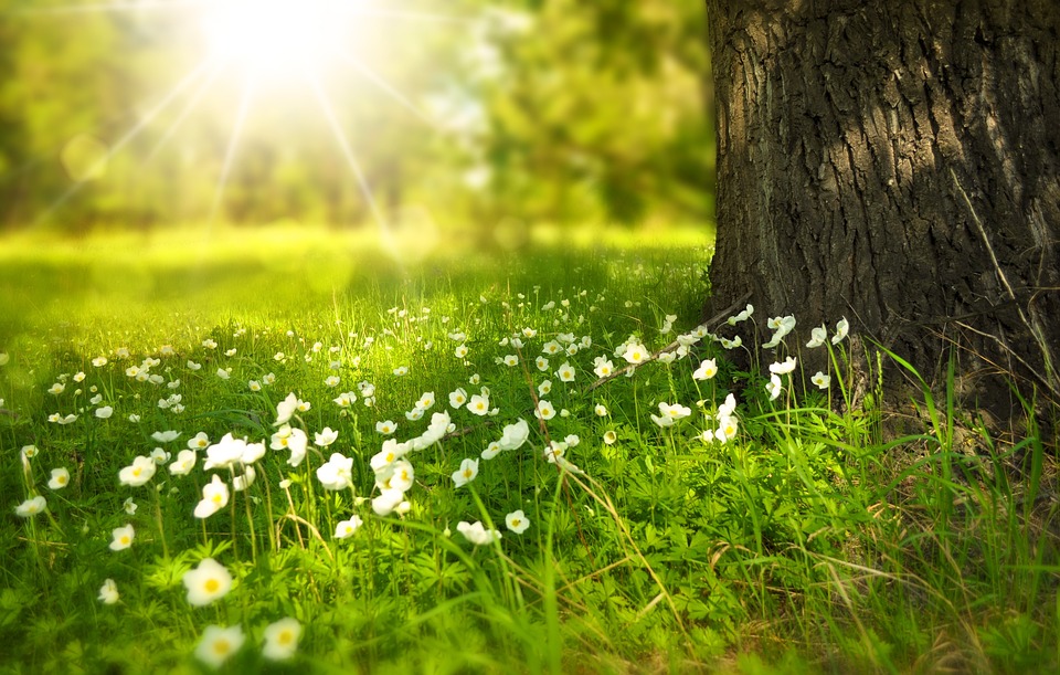 Fleurs, prairies, lumière du soleil