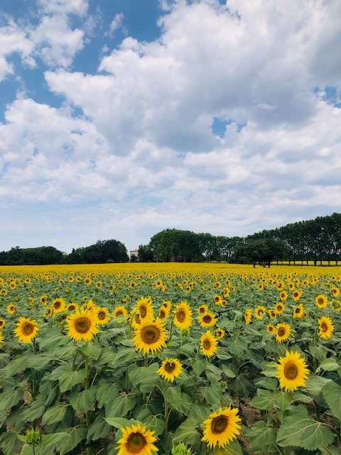 Tournesols