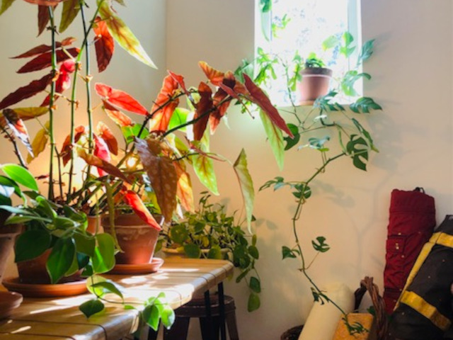 Cabinet de psychologie de Céline Léon, à Aix-en-Provence : fenêtre.